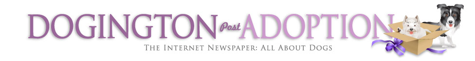 DP_Header_ADOPTIONv4.jpg