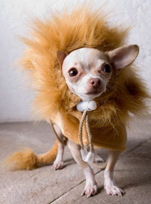 DOG_lion-chihuahua.jpg