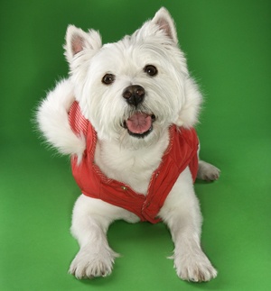 White terrier dog wearing coat.