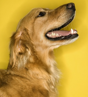 Golden Retriever dog profile.