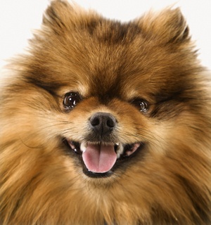 Pomeranian dog portrait.