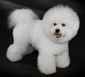 Bichon Frise Personality