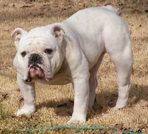 bulldogWB