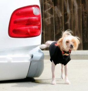 http://dogingtonpost.com/wp-content/uploads/2012/01/jeffrey-pee-290x300.jpg