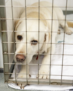 Dog Recovering In Vet's Kennels