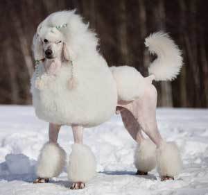 poodleWB poodleWB