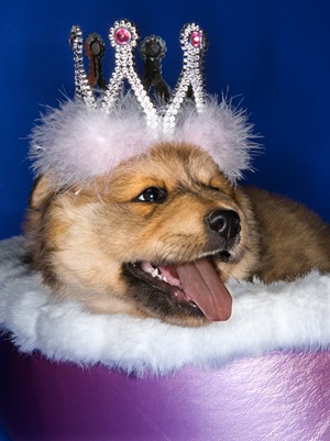 princess-dog