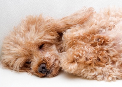 sleeping_poodle