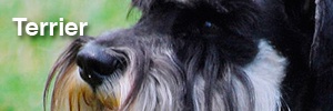 Terrier Group