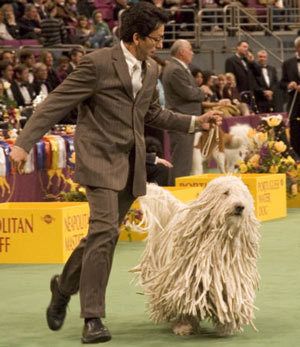 391px-Komondor_Westminster_Dog_Show