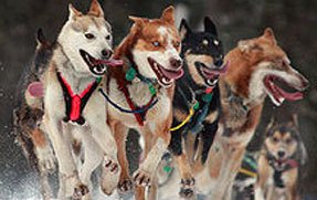 dog-sled-dogWB