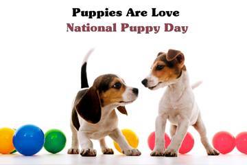 Kiss A Puppy Today | The Dogington Post