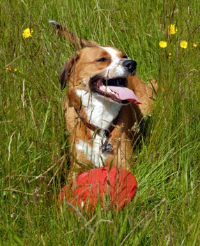 Private Dog Parks
