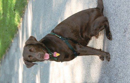 Dogs for the Deaf trained Hattie for Jennifer