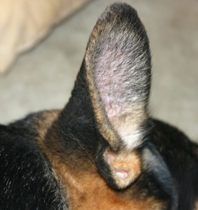 Tips to care for your dog's ears