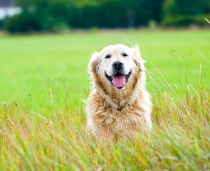 iStock_000016978199XSmall