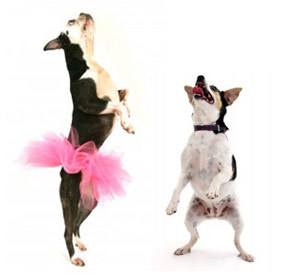 dancingdog