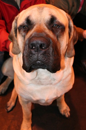 Miracle Dog Zena