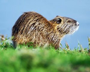 nutria