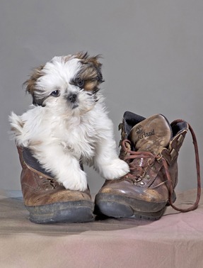 Selecting a Good Breeder For Your Next Puppy