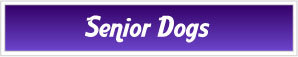 Senior Dogs