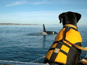 Πώς ένας σκύλος σώζει φάλαινες...