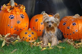 Halloween dangers for your dog