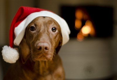 santadog
