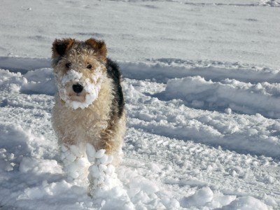winterdog