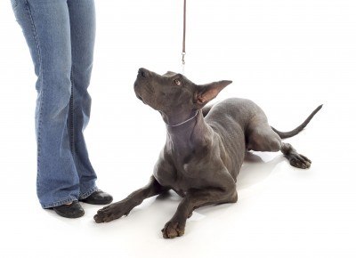 dogbehavior