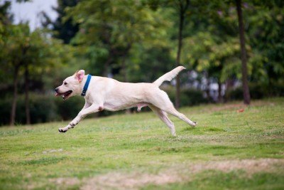 dogpark2