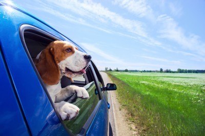 roadtripdog