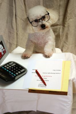 accountingdog.jpg