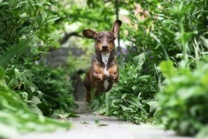 gardendog