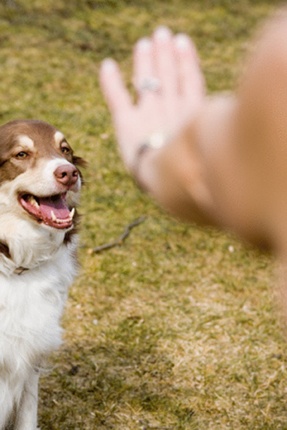 Basic dog training