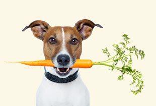bigstock-Healthy-Dog-With-A