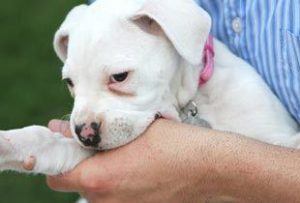 bigstock-Puppy-Nibbles-1694