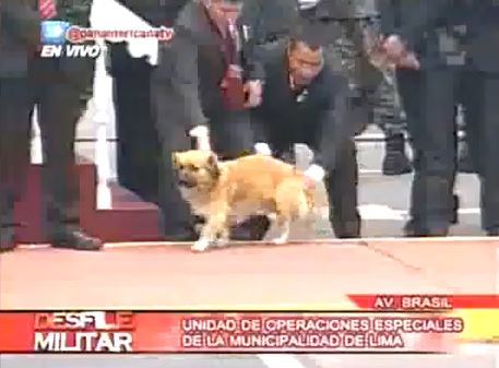 Η ασφάλεια του Προέδρου στο Περού κακομεταχειρίστηκε σκύλο...