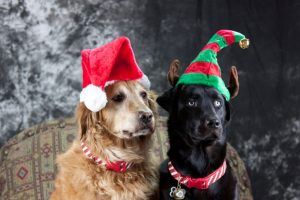 'Twas the Night Before Christmas - Guide Dogs Edition - The Dogington Post