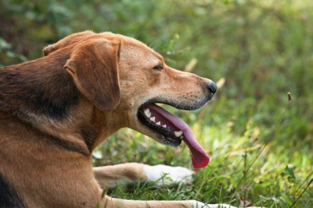 how-to-treat-and-possibly-save-an-overheated-dog-the-dogington-post