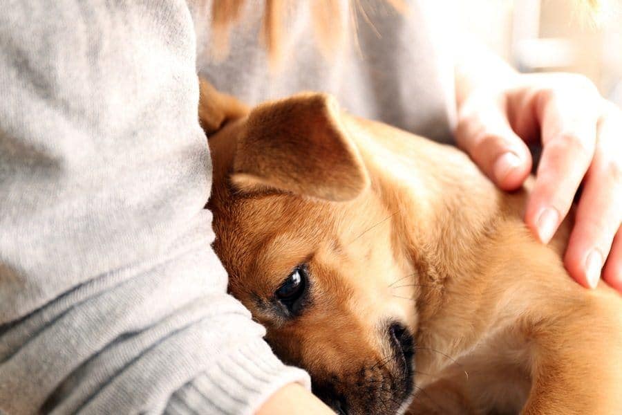 how-sharing-your-life-with-a-dog-can-reduce-stress-improve-your-life