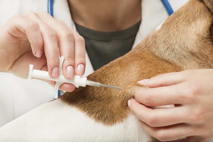 Why Microchipping Your Pets Is Important The Dogington Post