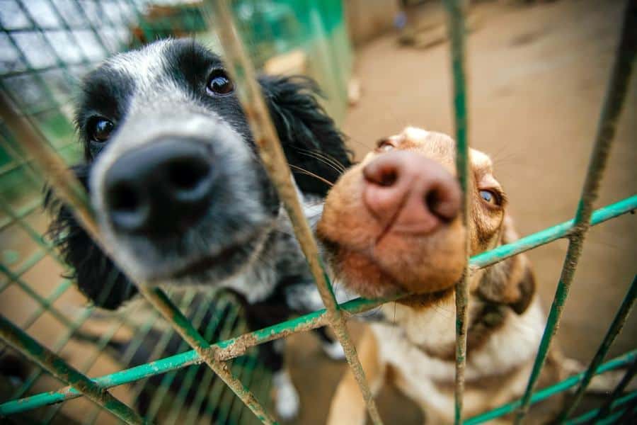 Volunteering At A Shelter Will Change Dogs Lives And Your Own The 