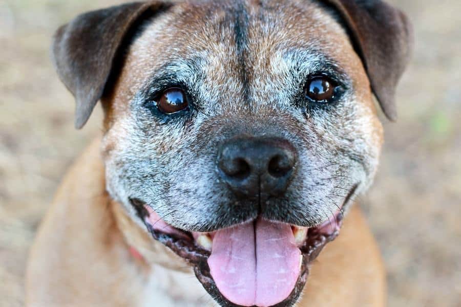 Senior Dogs For Adoption Near Me The W Guide