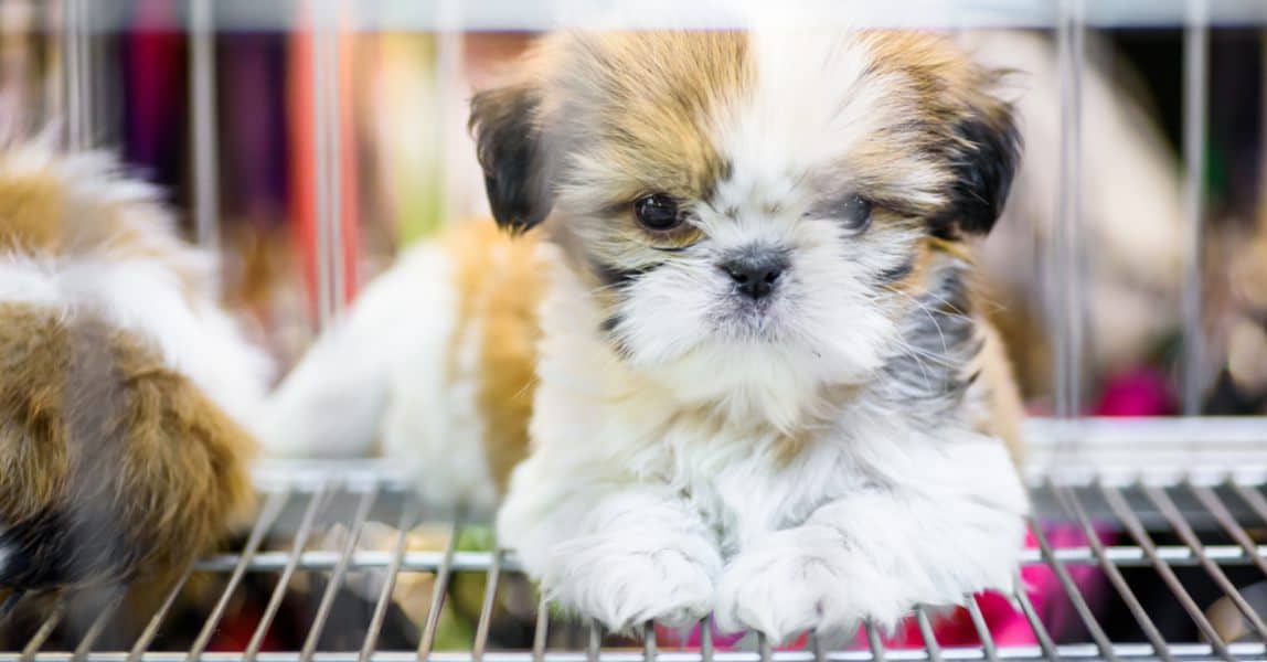 Las Vegas Repeals Ban On Retail Pet Store Puppy Sales The Dogington Post