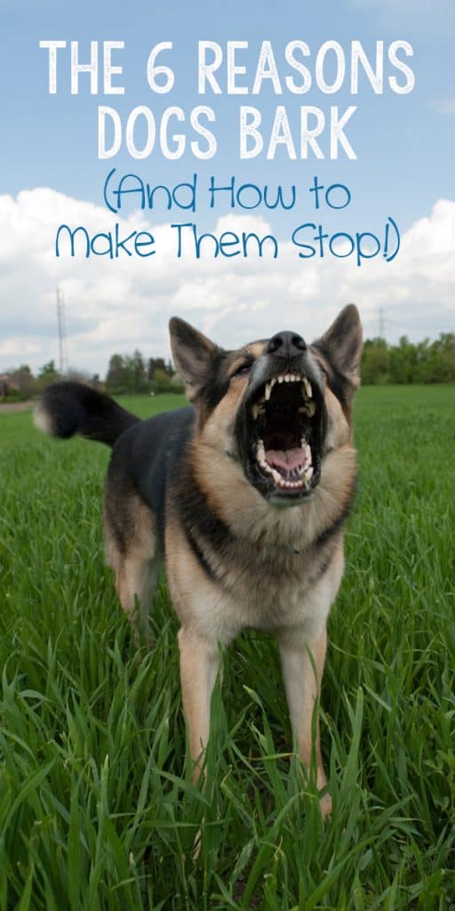 The 6 Reasons Dogs Bark (And How To Make Them Stop!) - The Dogington Post