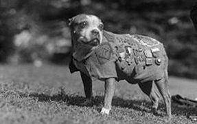 Sgt. Stubby, The Heroic War Dog