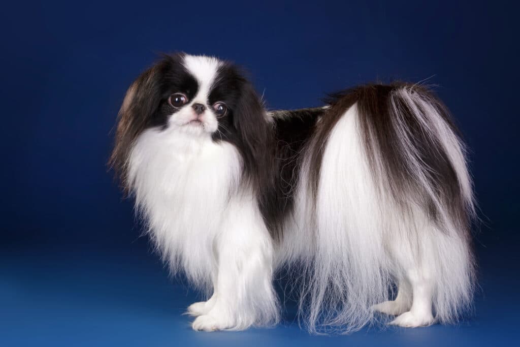 Beautiful Small Toy Dog Black And White Japanese Chin Spaniel On Dark Blue Royal Background In Studio