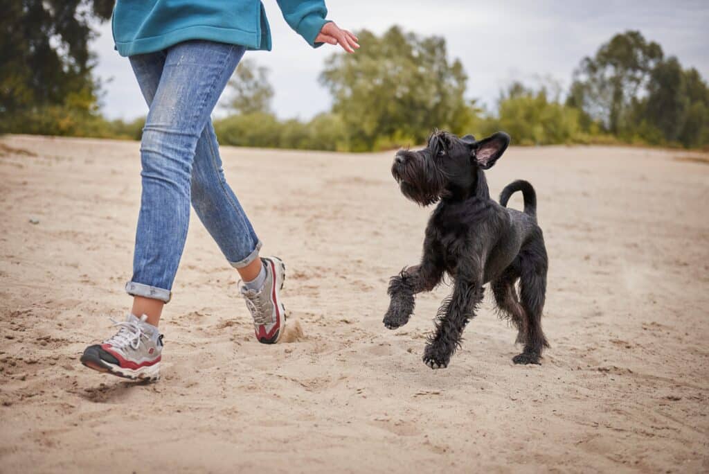 Black Standard Schnauzer In Motion, The Dog Is Running