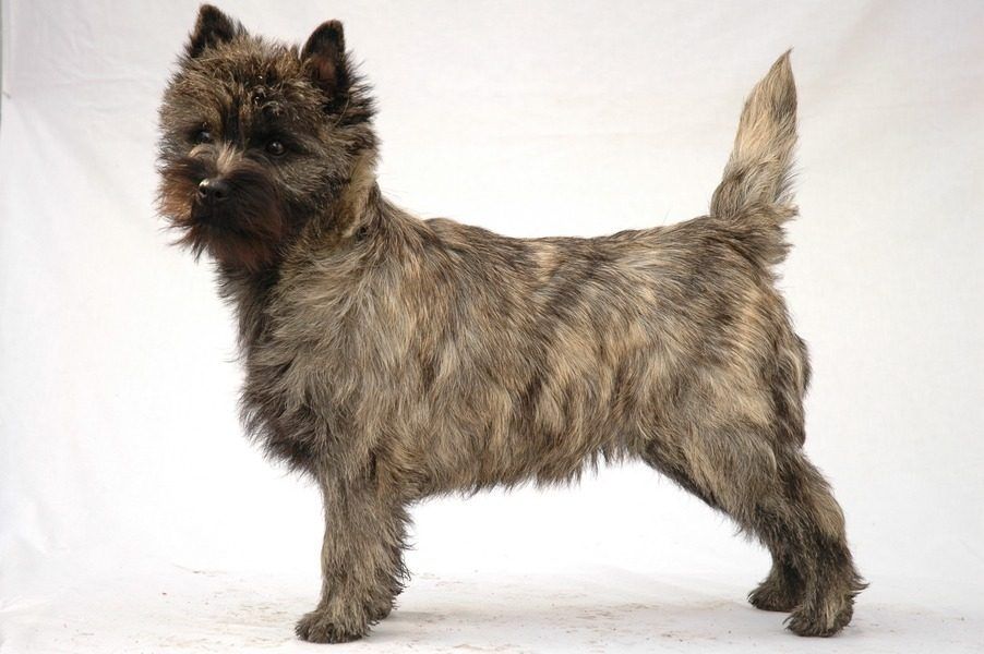 Cairn Terrier - The Dogington Post